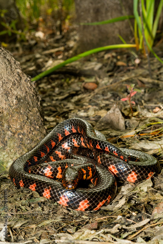 Eastern Mud Snake - Farancia abacura photo