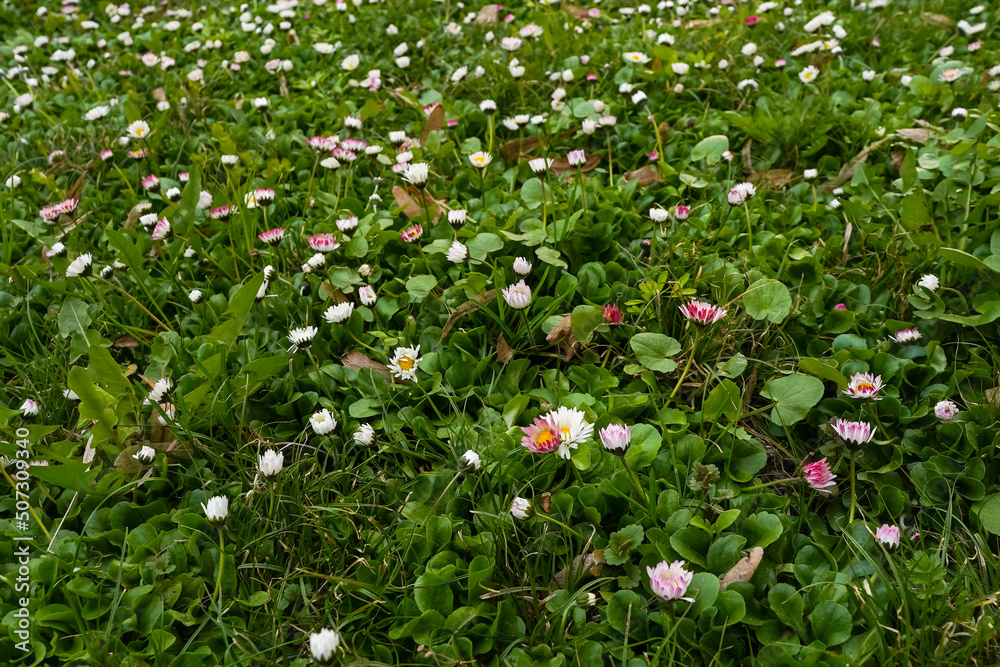 Fototapeta premium White and pink daisy flowers meadow in spring