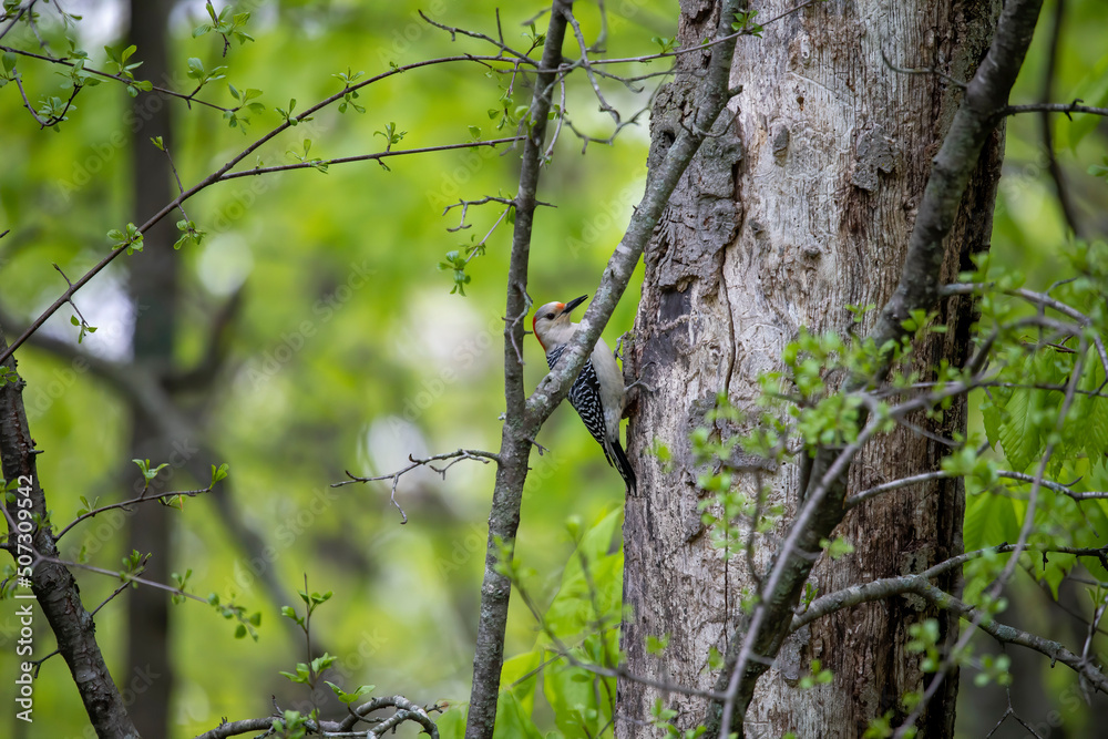 The red-bellied woodpecker (Melanerpes carolinus) near nesting cavity The red-bellied woodpecker (Melanerpes carolinus) near nesting cavity