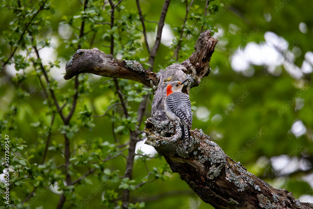 The red-bellied woodpecker (Melanerpes carolinus) near nesting cavity The red-bellied woodpecker (Melanerpes carolinus) near nesting cavity