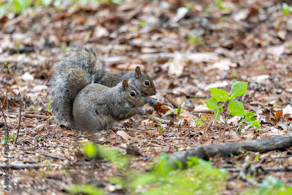 The eastern gray squirrel (Sciurus carolinensis) in the park The eastern gray squirrel (Sciurus carolinensis) in the park