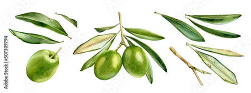 Watercolor green olives collection. Ripe fruits on branch with leaves. Set of separate design elements. Realistic botanical illustration with fresh olives