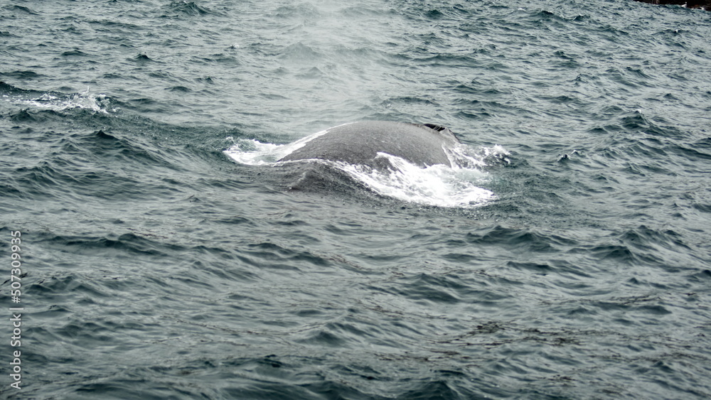 Naklejka premium Humpback whale in Machalilla National Park, off the coast of Puerto Lopez, Ecuador