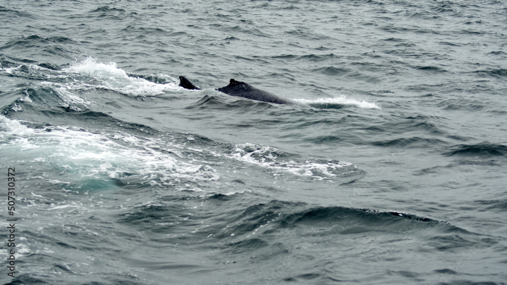 Humpback whale in Machalilla National Park, off the coast of Puerto Lopez, Ecuador Humpback whale in Machalilla National Park, off the coast of Puerto Lopez, Ecuador