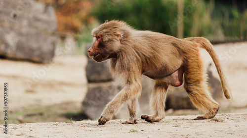 A walking baboon in the wild