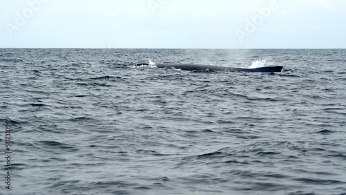 Humpback whale in Machalilla National Park  off the coast of Puerto Lopez  Ecuador