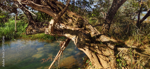 Árvore com as raízes començando a aparecer, quase caindo no rio São Francisco na região de Três Marias, Minas Gerais, Brasil. photo
