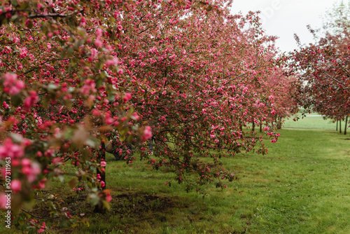 Alley of pink apple trees in the park photo