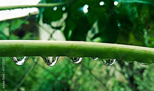 Caule de planta com linda gota d'água. Fotografada após chuva na região rural do bairro Jardim das Oliveiras, município de Esmeraldas, Minas Gerais, Brasil.