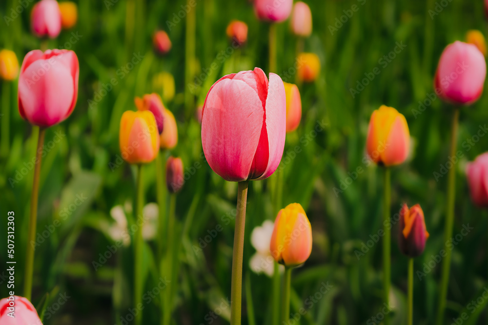 Pink tulip in pastel tints at blurry background, close- up. Spring nature beauty concept. Fresh spring flowers in the garden with soft sunlight for your horizontal floral  holidays card.