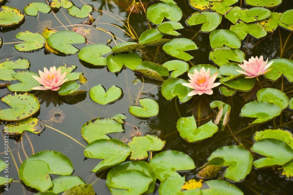 pink lotus flower blooming in water garden bangkok Thailand pink lotus flower blooming in water garden bangkok Thailand