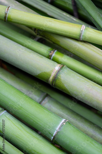 Closeup of green thick bamboo stem in tropical park. Bamboo plants. 