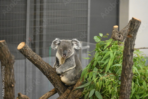 Photography 多摩動物公園のかわいいコアラ