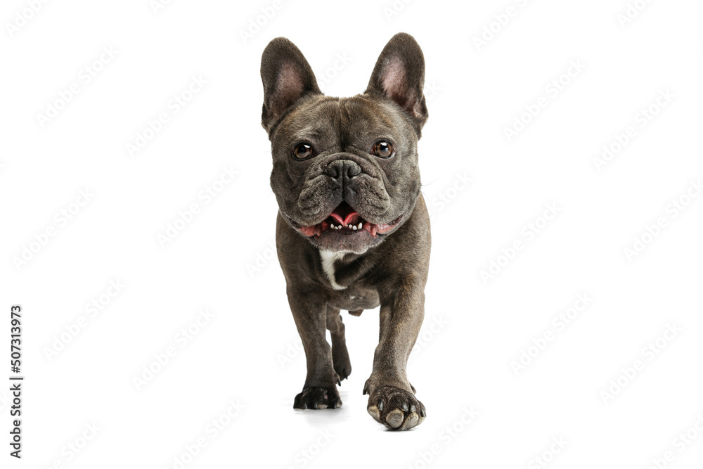 Cute purebred dog, black color French bulldog posing isolated over white background. Concept of activity, pets, care, vet, love, animal life.