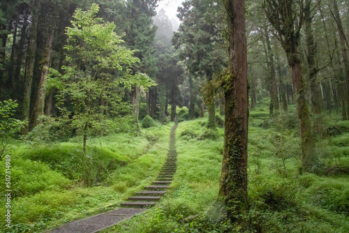 A mysterious trail in the dew cypress forest in a rainy day
