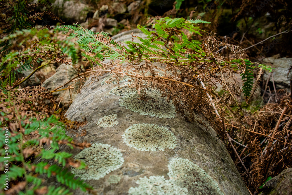 Particolare di resti di una colonna di un tempio antico nel bosco con licheni Particolare di resti di una colonna di un tempio antico nel bosco con licheni