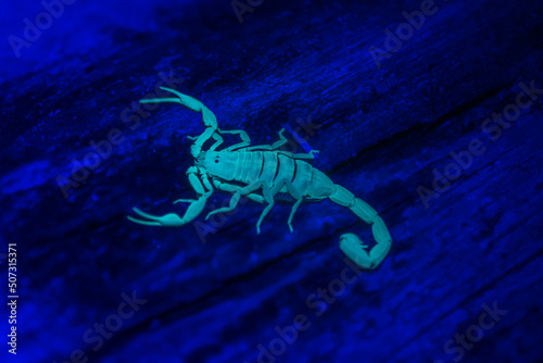 Striped Bark Scorpion under a black light - Centruoides vittatus