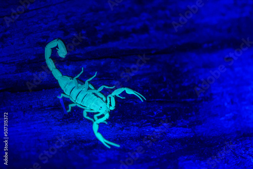 Striped Bark Scorpion under a black light - Centruoides vittatus photo