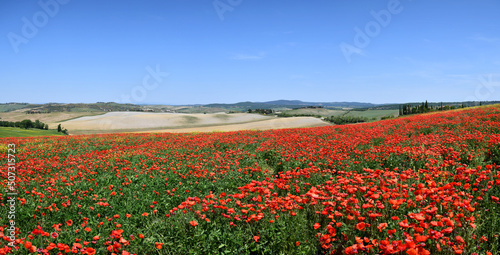Beautiful field of red poppies in the Tuscany countryside with blue sky on spring season. Italy