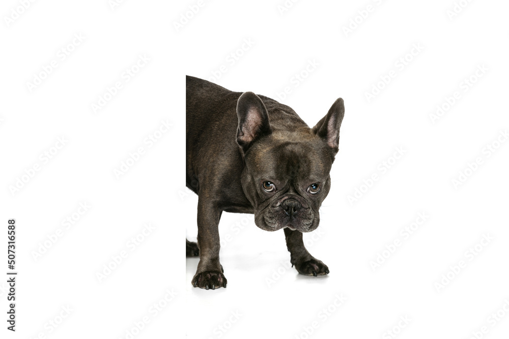 Fototapeta premium Adorable smart dog, French bulldog posing isolated over white studio background. Concept of activity, pets, care, vet, love, animal life.