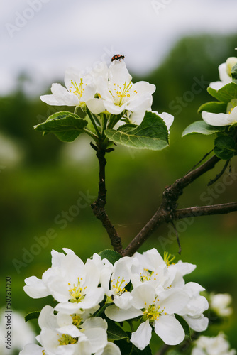 Apple tree's flower