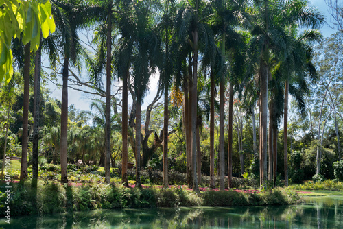 Lindo lago artificial com muitas palmeiras ornamentais, gramado e outras vegetações em volta, localizado no museu a céu aberto de Brumadinho, Minas Gerais, Brasil.