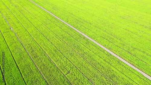 4K Aerial view of agriculture in rice fields for cultivation. a green rice field waving in the wind, Green rice plants growing. Natural the texture for background
 photo