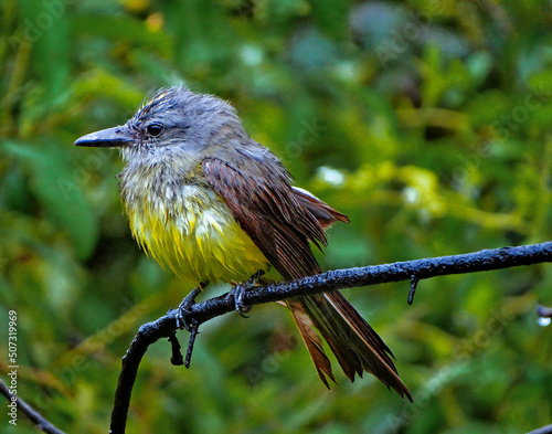 Lindo Siriri fotografado em árvore localizada na região rural do bairro Jardim das Oliveiras, município de Esmeraldas, Minas Gerais, Brasil. photo