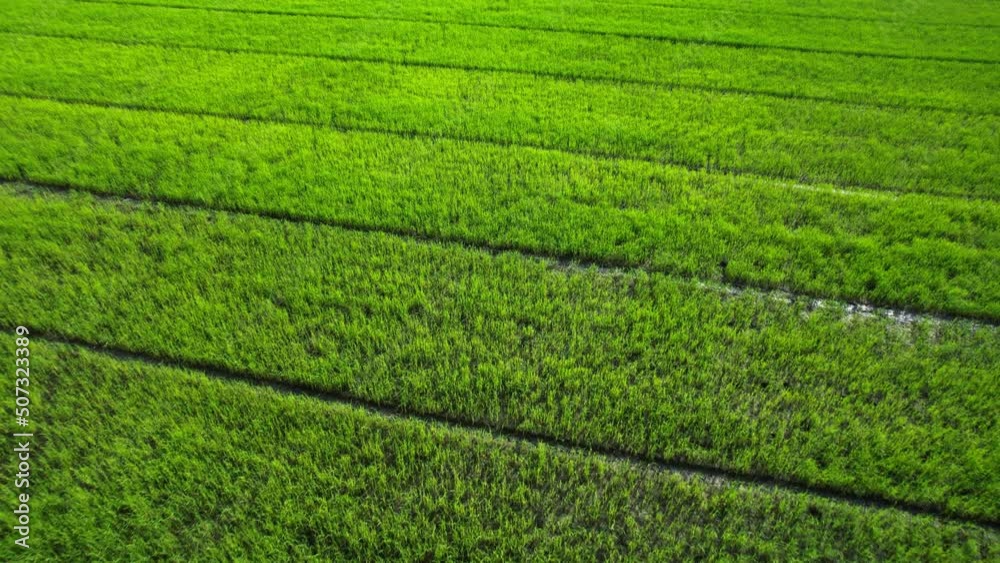 Aerial view of agriculture in rice fields for cultivation. Natural texture for background. green rice paddies in Nonthaburi, Thailand. 4K drone.
Aerial view of agriculture in rice fields for cultivation. Natural texture for background. green rice paddies in Nonthaburi, Thailand. 4K drone.