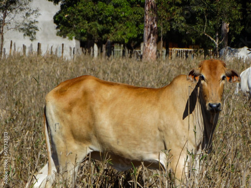 Vaca da ra  a zebu vista em fazenda localizada na regi  o rural do bairro Jardim das Oliveiras  munic  pio de Esmeraldas  Minas Gerais  Brasil.