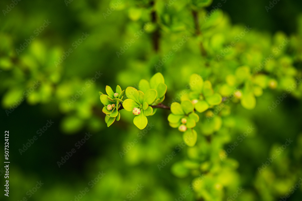 Barberry bush with golden leaves in the garden. Selective focus. Shallow depth of field. Barberry bush with golden leaves in the garden. Selective focus. Shallow depth of field.