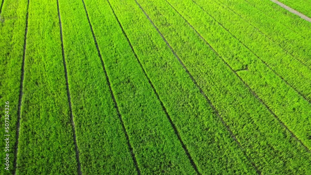 Aerial view of agriculture in rice fields for cultivation. Natural texture for background. green rice paddies in Nonthaburi, Thailand. 4K drone.
Aerial view of agriculture in rice fields for cultivation. Natural texture for background. green rice paddies in Nonthaburi, Thailand. 4K drone.