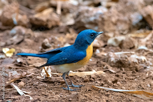 Photography Tickell's blue flycatcher (Cyornis tickelliae) photographed in Mumbai in Maharas
