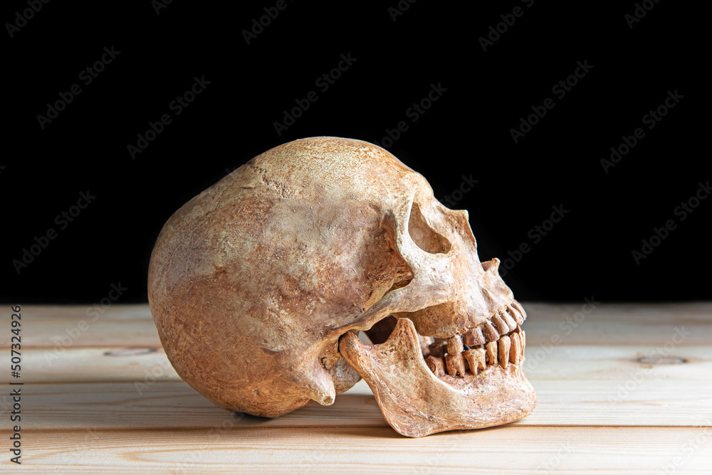 Human skull on wooden board with still life style Human skull on wooden board with still life style
