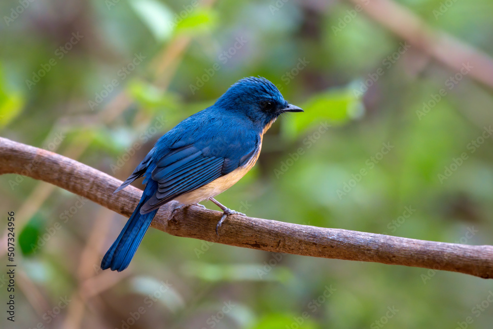 Tickell's blue flycatcher (Cyornis tickelliae) photographed in Mumbai in Maharashtra, India Tickell's blue flycatcher (Cyornis tickelliae) photographed in Mumbai in Maharashtra, India