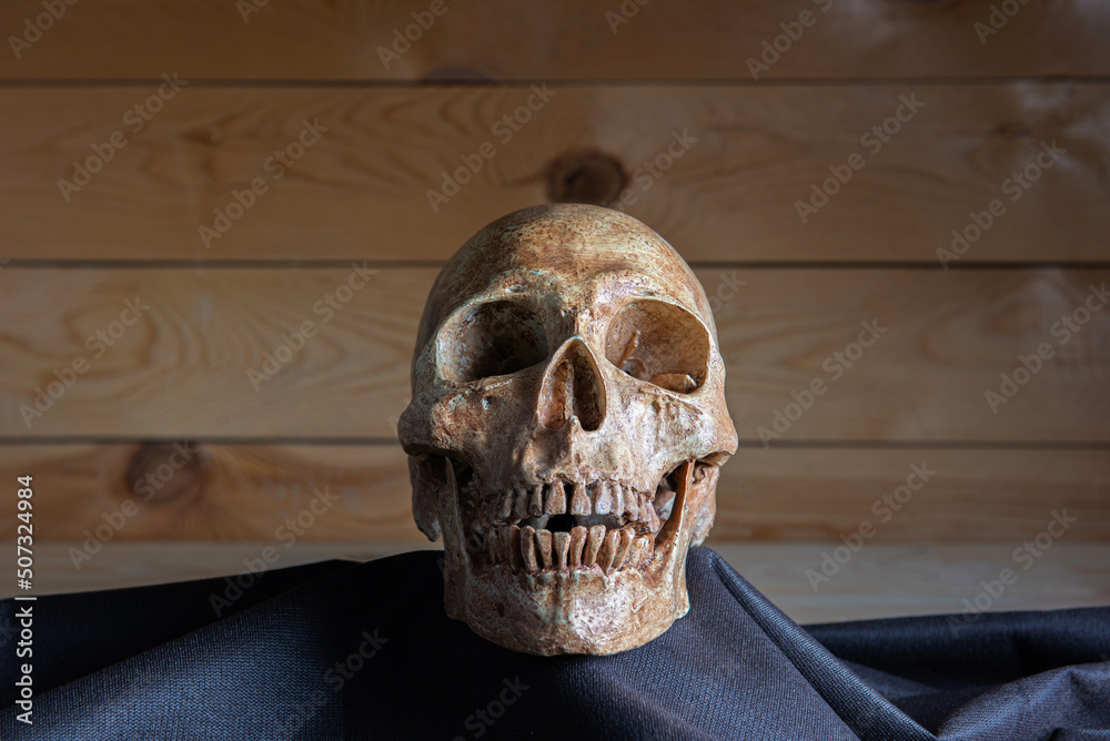 Human skull on wooden board with still life style Human skull on wooden board with still life style