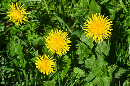 Yellow dandelions.