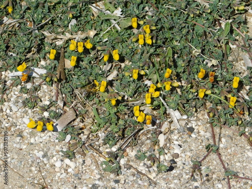Sea medick, or burclover, or Medicago marina wild plant on the sand of a beach in Attica, Greece