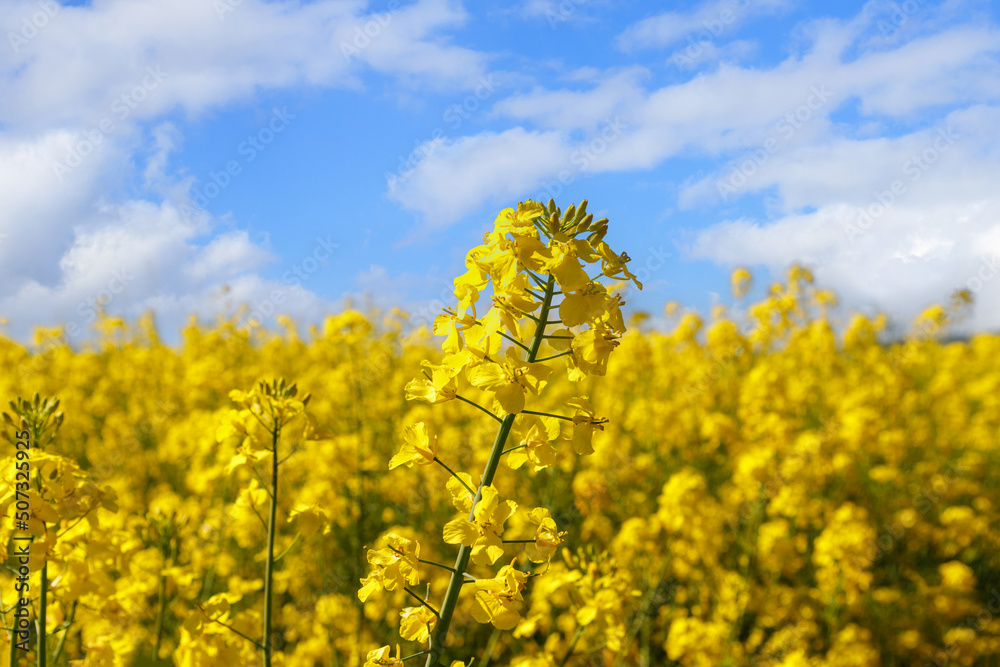 Rapeseed flowers field. Blooming rape on blue sky with clouds in spring sunny day. Rapeseed flowers field. Blooming rape on blue sky with clouds in spring sunny day.