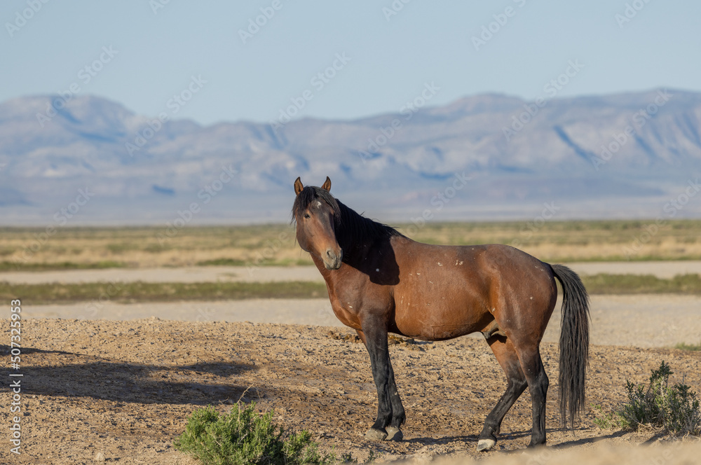 Beautiful Wild Horse in the Utah Desert in Spring Beautiful Wild Horse in the Utah Desert in Spring