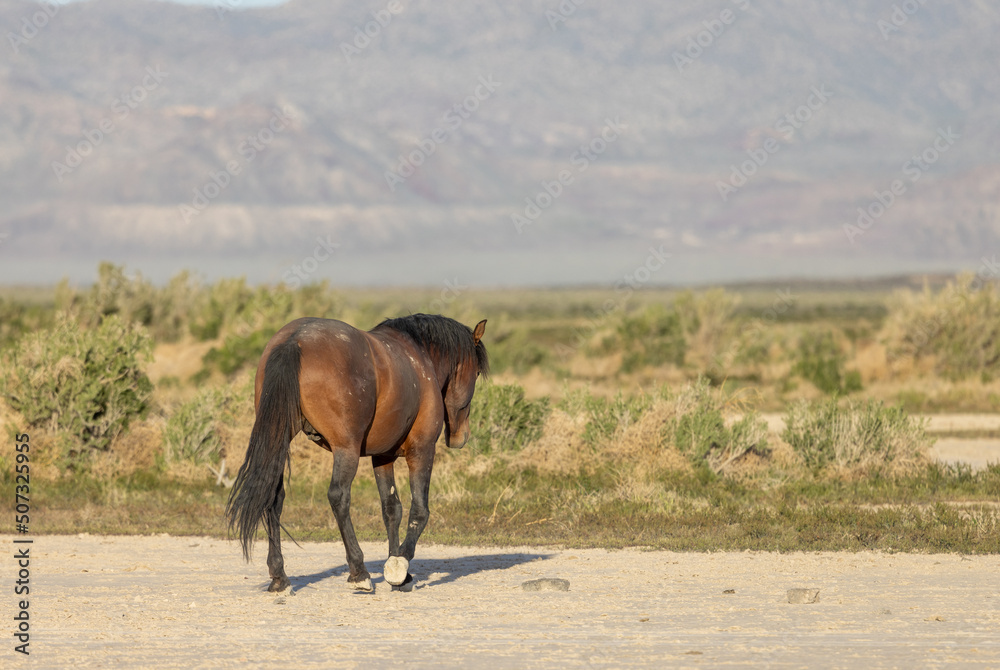Beautiful Wild Horse in the Utah Desert in Spring Beautiful Wild Horse in the Utah Desert in Spring