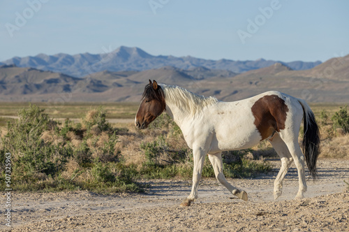 Beautiful Wild Horse in the Utah Desert in Spring