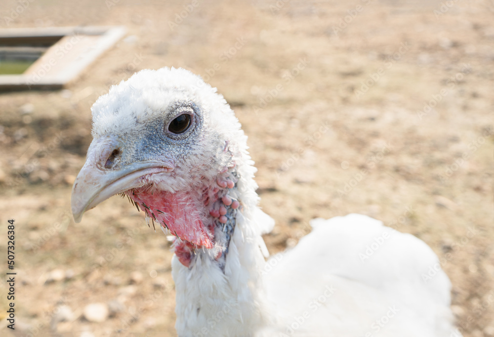 Domestic young turkey on a farm on a summer day. Funny turkey looks at the camera Domestic young turkey on a farm on a summer day. Funny turkey looks at the camera
