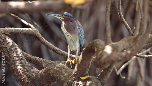 Green heron (Butorides virescens) perched in the mangrove roots in the Tamarindo Wildlife Refuge, Tamarindo, Costa Rica
