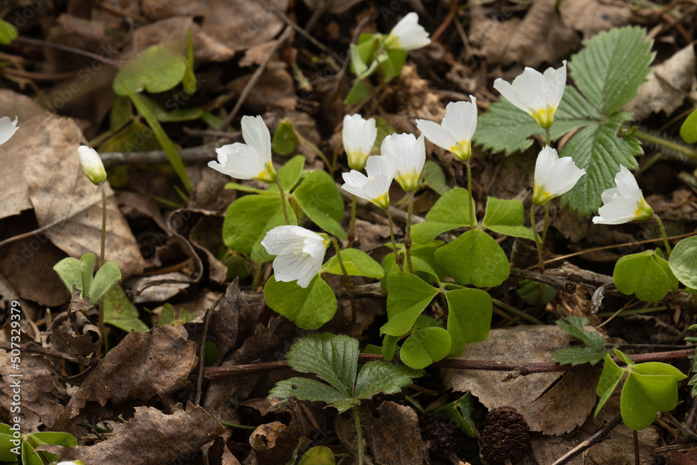 Common wood sorrel, Oxalis acetosella blooming on a late spring evening in Estonian boreal forest Common wood sorrel, Oxalis acetosella blooming on a late spring evening in Estonian boreal forest