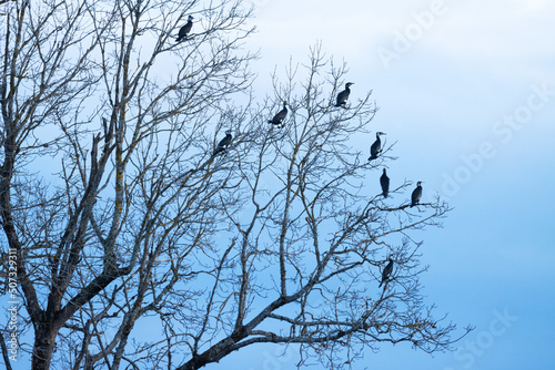Group of Great cormorants  Phalacrocorax carbo perched on a large tree