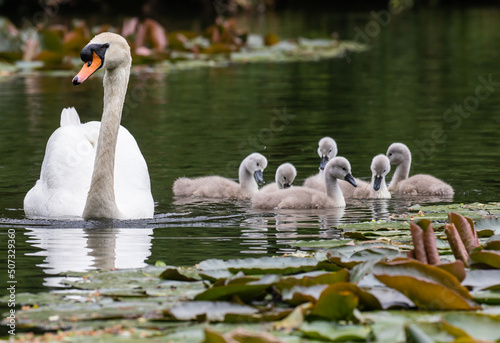 Mute swan cygnets on the water