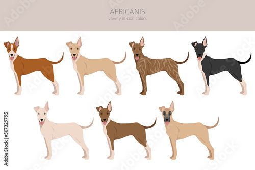 Africanis clipart. Different poses, coat colors set