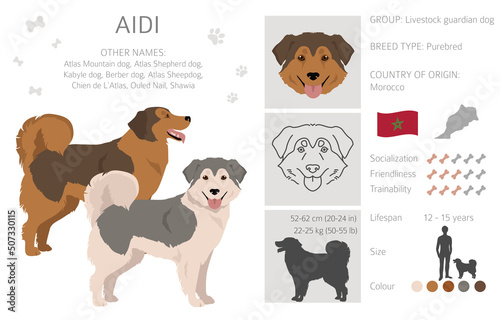Aidi clipart. Different poses, coat colors set