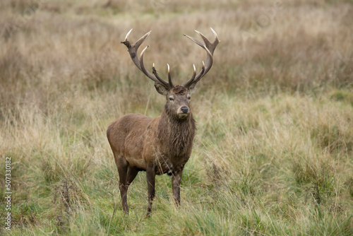 Scottish red deer stag cervus elaphus isolated from the background during the autumn rut
